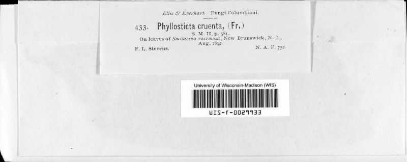 Phyllosticta cruenta image