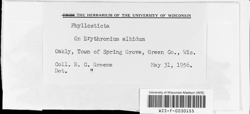 Phyllosticta erythronii image