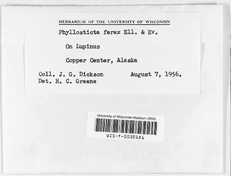Phyllosticta ferax image