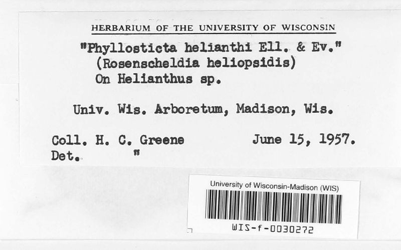 Phyllosticta helianthi image