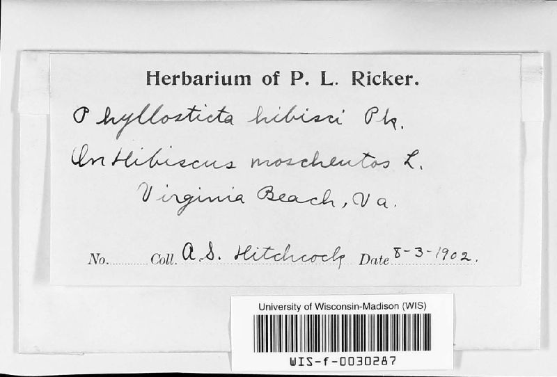 Phyllosticta hibisci image