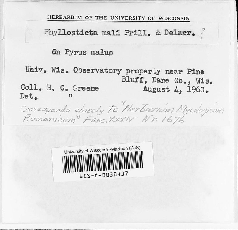 Asteromella mali image
