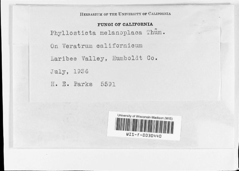 Phyllosticta melanoplaca image
