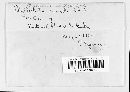 Phyllosticta minima image