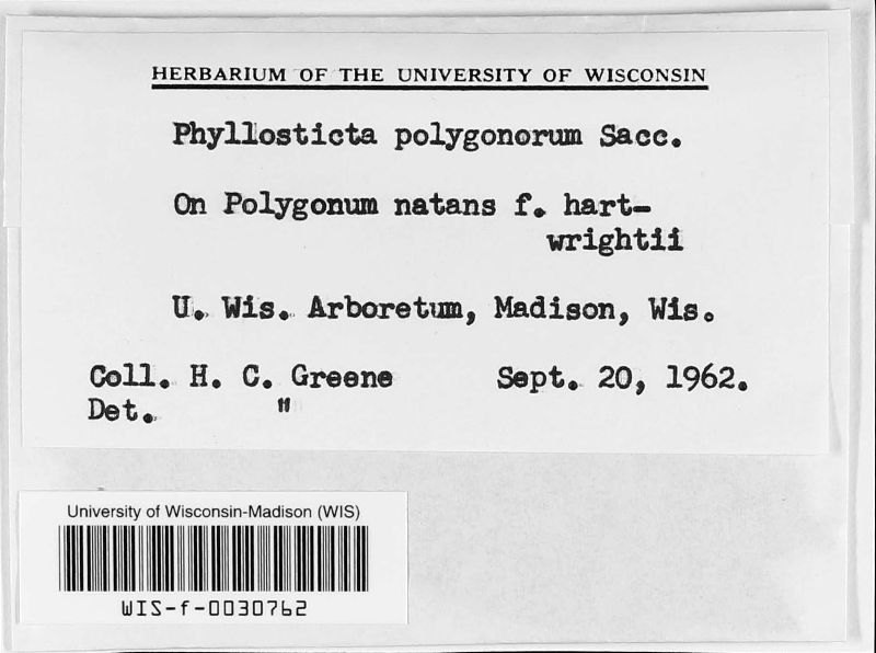 Phyllosticta polygonorum image