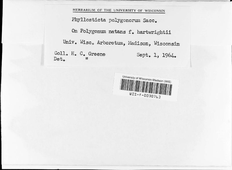 Phyllosticta polygonorum image