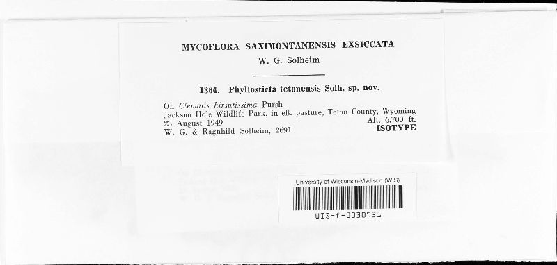 Phyllosticta tetonensis image
