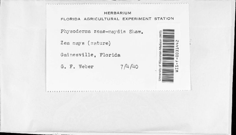 Physoderma maydis image