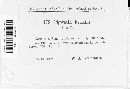 Piggotia fraxini image