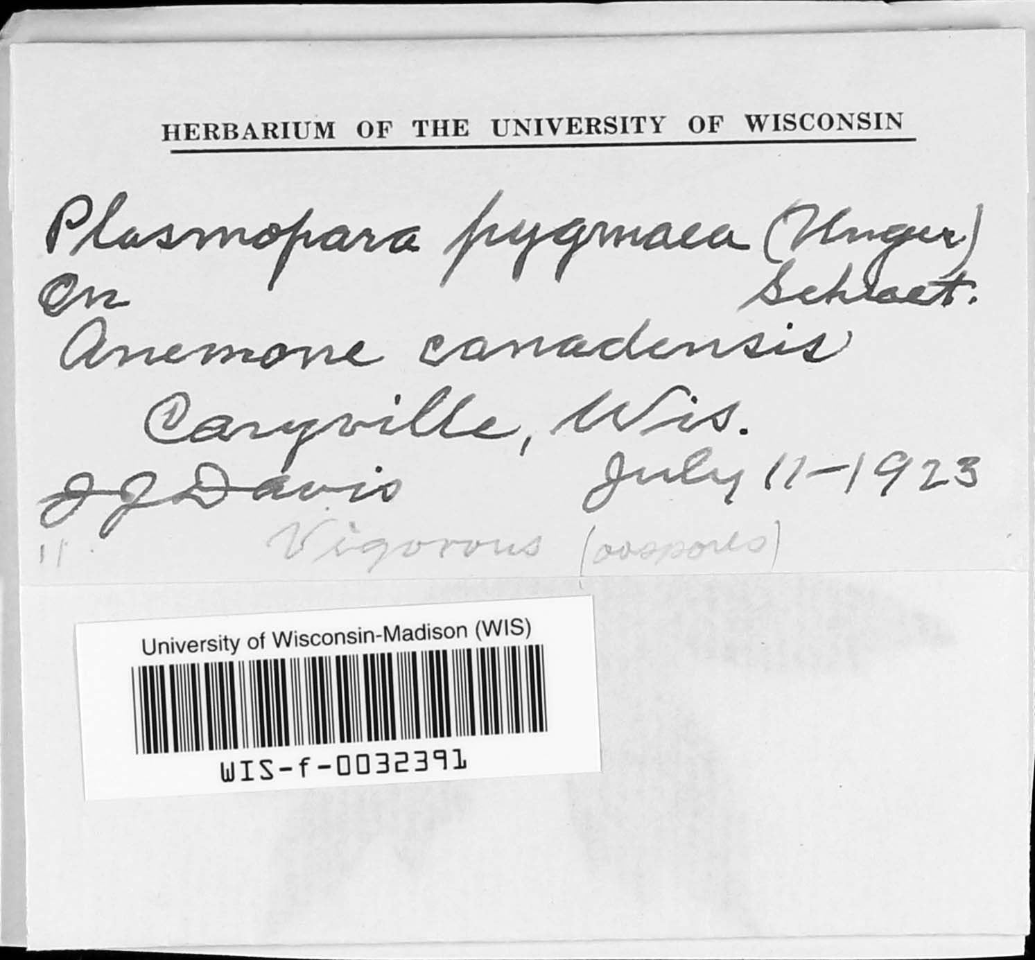 Plasmoverna pygmaea image