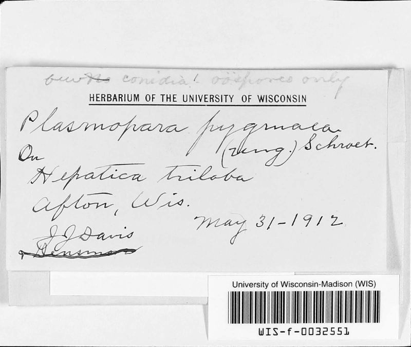 Plasmoverna fusca image