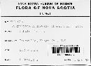 Pleomassaria siparia image