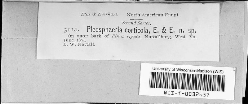 Pleosphaeria corticola image