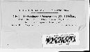 Podosphaera clandestina image