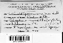 Podosphaera clandestina image