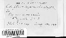 Podosphaera clandestina var. clandestina image