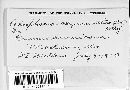 Podosphaera clandestina image