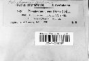 Phellinus gilvus image