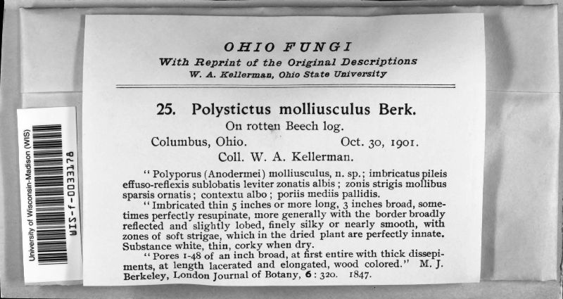Polystictus molliusculus image