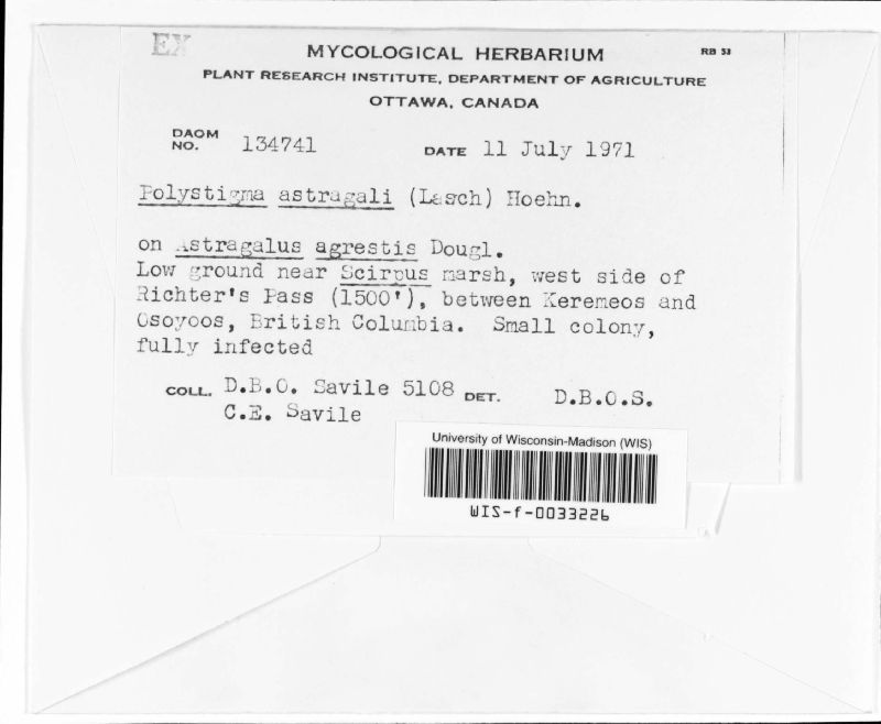 Stigmatula astragali image