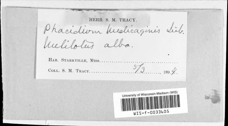 Pseudopeziza medicaginis image