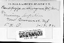 Pseudopeziza medicaginis image