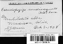 Pseudopeziza medicaginis image