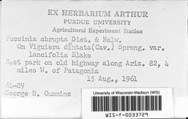 Puccinia abrupta image