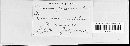 Puccinia calcitrapae image