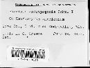 Puccinia calcitrapae image