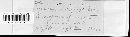Puccinia calcitrapae image