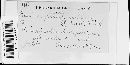 Puccinia karstenii image