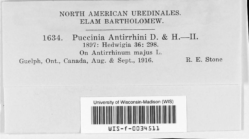 Puccinia antirrhini image