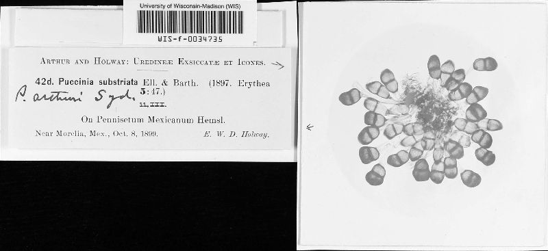 Puccinia arthuri image