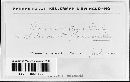 Puccinia cnici-oleracei image