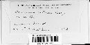 Puccinia cnici-oleracei image