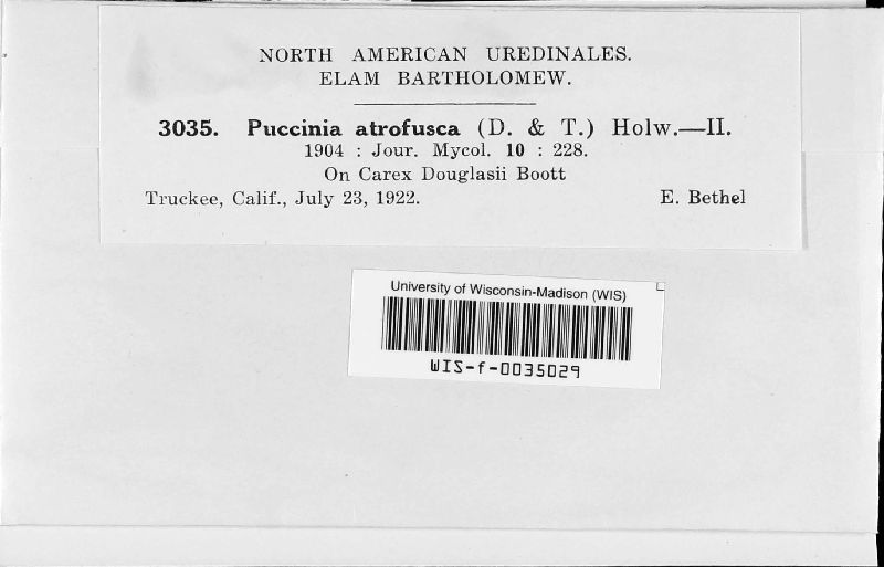 Puccinia atrofusca image