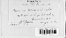 Puccinia balsamorrhizae image