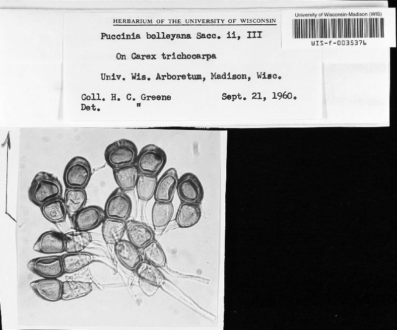 Puccinia bolleyana image