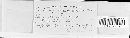 Puccinia caricina var. caricina image