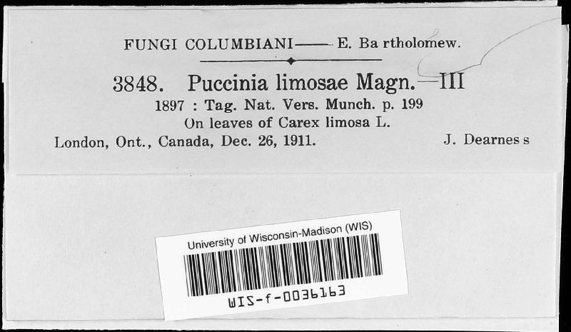Puccinia caricina var. limosae image