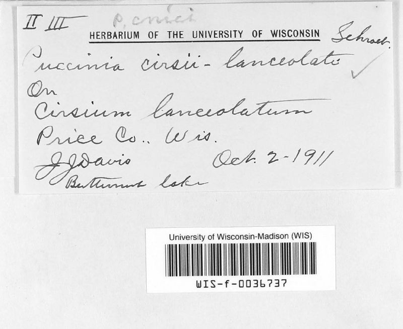 Puccinia cnici image