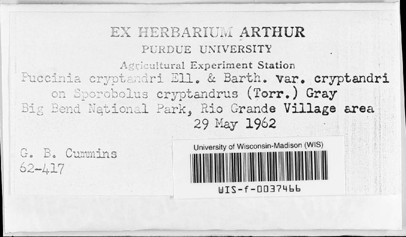 Puccinia cryptandri var. cryptandri image