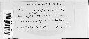 Puccinia deformata image