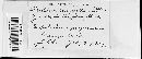 Puccinia eleocharidis image