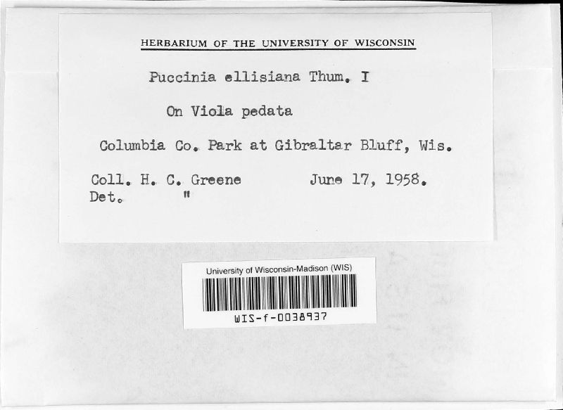 Puccinia ellisiana image
