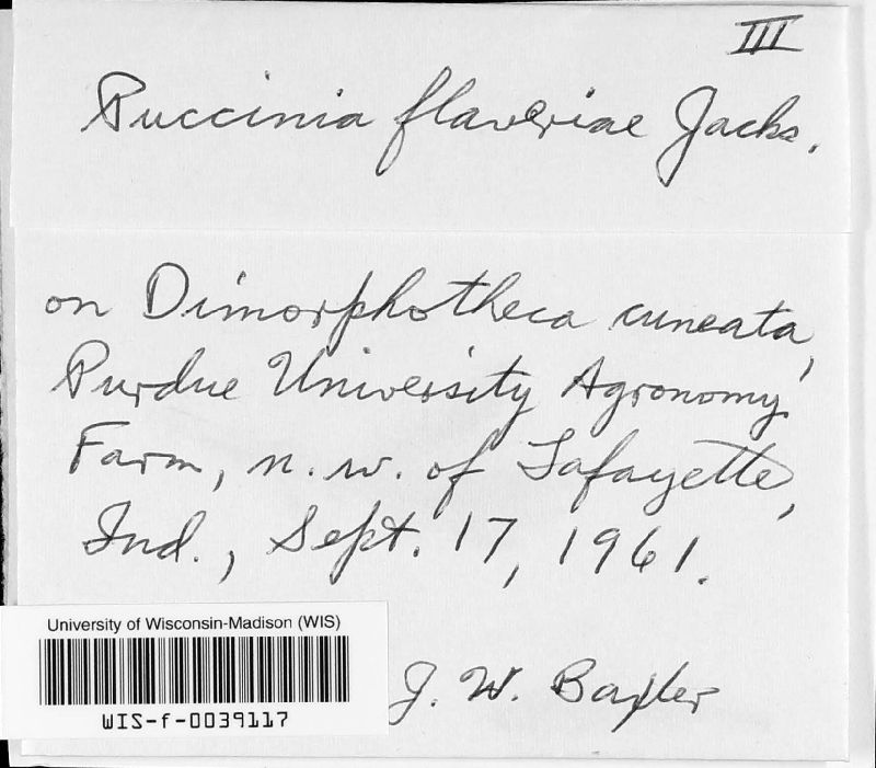 Puccinia flaveriae image