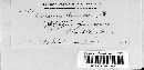 Puccinia grindeliae image