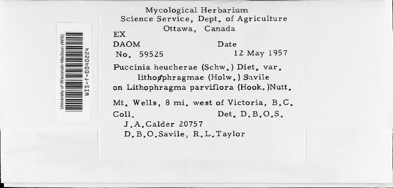 Puccinia heucherae var. lithophragmae image