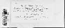 Puccinia hieracii image